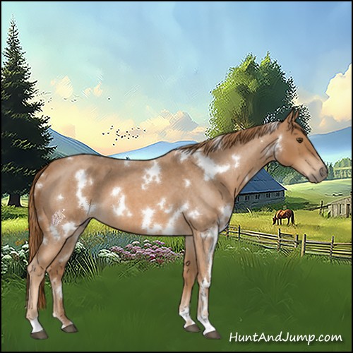 Horse Color:White Spotted Red Roan 