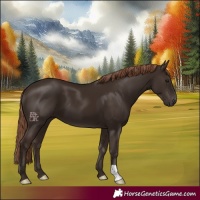 Horse Color:Liver Chestnut 
