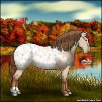 Horse Color:Red Dun Near Leopard 
