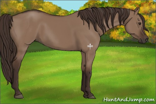 Horse Color:Liver Red Dun 