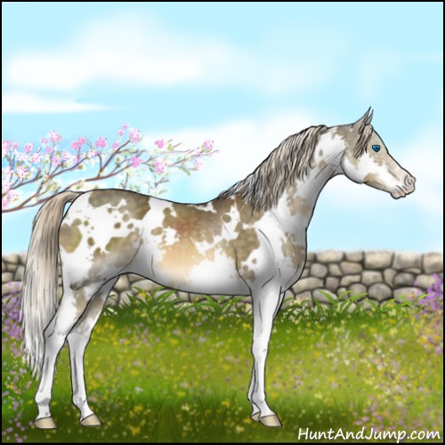 Horse Color:White Spotted Chocolate Palomino Splash 