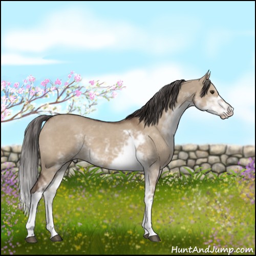 Horse Color:Liver Red Dun Sabino 