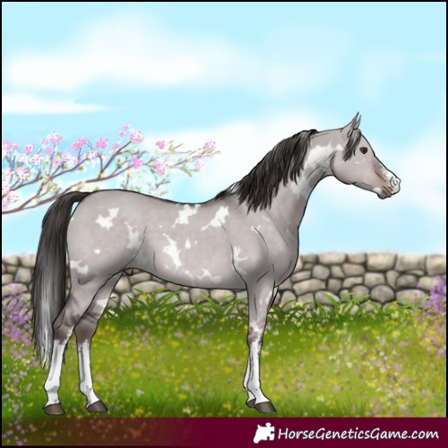 Horse Color:Platinum White Spotted Liver Red Dun 