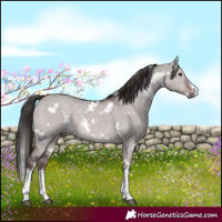 Horse Color:Platinum White Spotted Liver Red Dun 