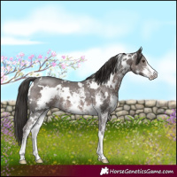 Horse Color:Platinum White Spotted Liver Chestnut Sabino 