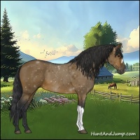 Horse Color:Brown Dun 