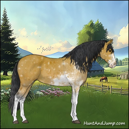 Horse Color:Bay Sabino
