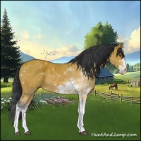 Horse Color:Bay Sabino