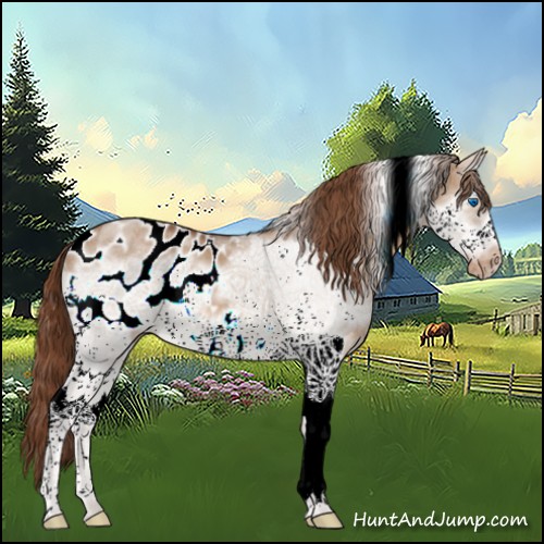 Horse Color:White Spotted Red Dun Frame Appaloosa 