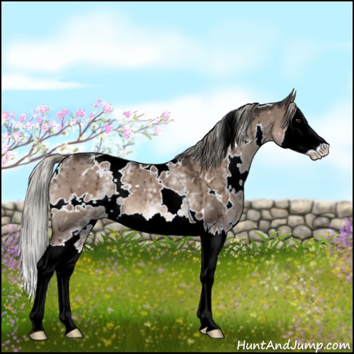 Horse Color:White Spotted Liver Red Dun Mushroom Splash Brindle 