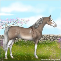 Horse Color:White Spotted Liver Red Dun Mushroom Splash 