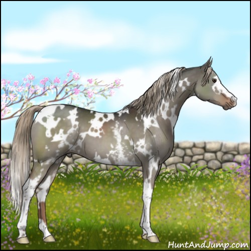 Horse Color:White Spotted Liver Red Dun 