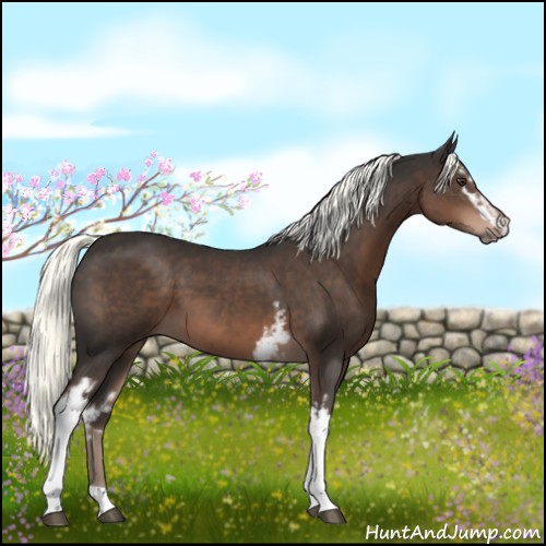 Horse Color:White Spotted Liver Chestnut Mushroom Sabino 
