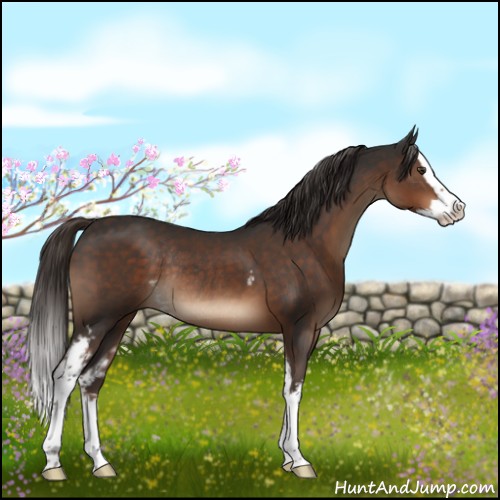 Horse Color:White Spotted Liver Chestnut Sabino Splash Rabicano 
