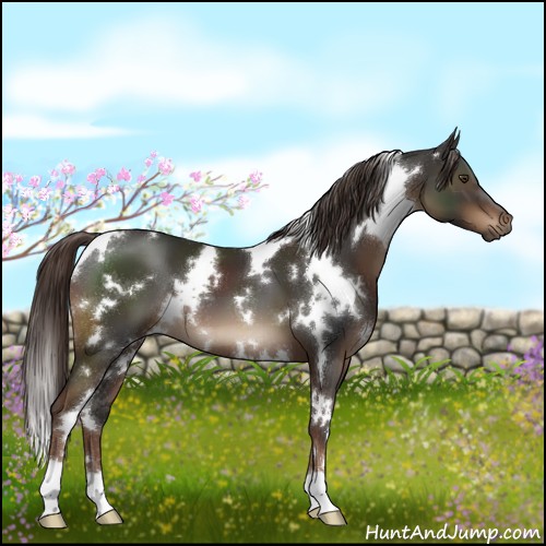 Horse Color:White Spotted Liver Chestnut 