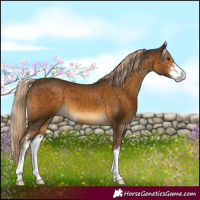 Horse Color:Chocolate Palomino Sabino 
