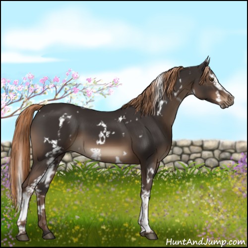 Horse Color:White Spotted Liver Chestnut 