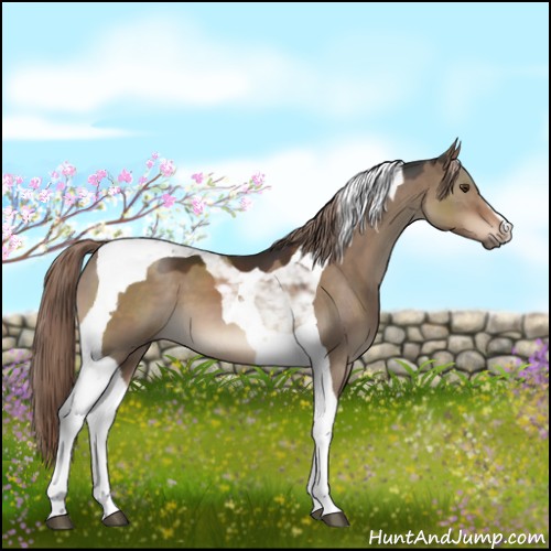 Horse Color:Liver Red Dun Tobiano 