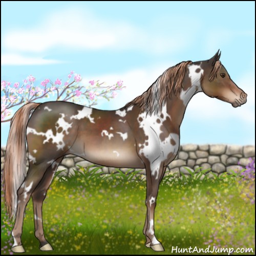 Horse Color:White Spotted Liver Chestnut 
