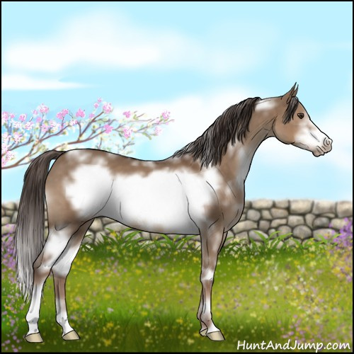 Horse Color:White Spotted Liver Red Dun Sabino Frame 