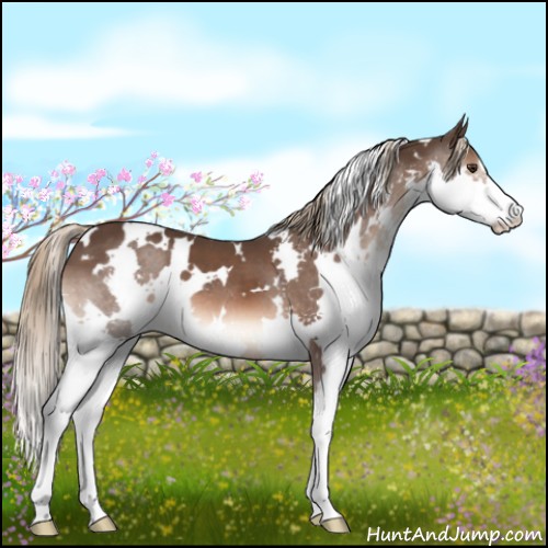 Horse Color:White Spotted Liver Chestnut Sabino Splash 