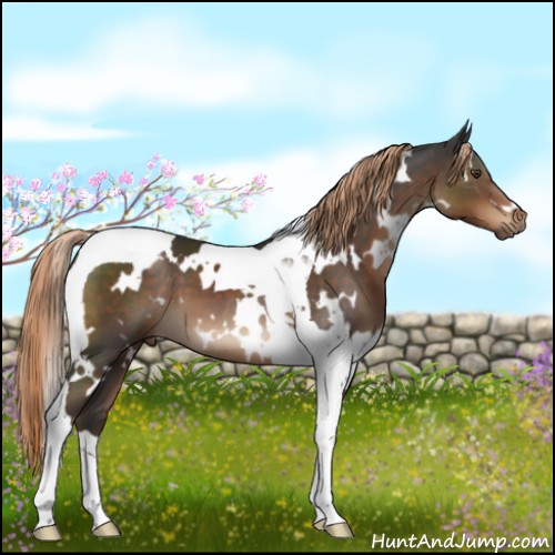Horse Color:White Spotted Liver Chestnut Tobiano 