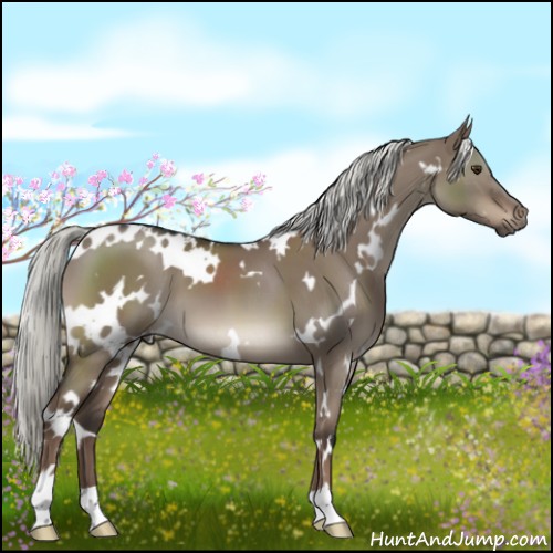 Horse Color:White Spotted Liver Red Dun Mushroom 