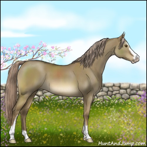Horse Color:Chocolate Palomino Dun Mushroom Sabino