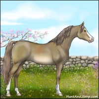 Horse Color:Chocolate Palomino Dun Mushroom Sabino 