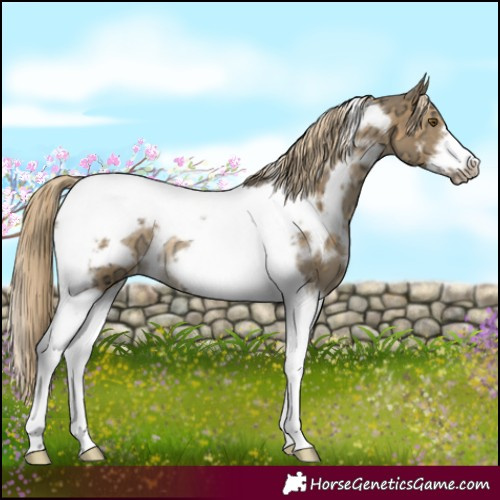 Horse Color:White Spotted Chocolate Palomino Ice Dun Mushroom Tobiano Frame Rabicano