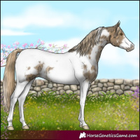 Horse Color:White Spotted Chocolate Palomino Ice Dun Mushroom Tobiano Frame Rabicano 