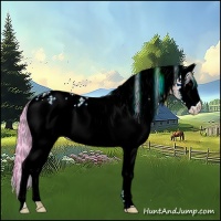 Horse Color:Watercolor White Spotted Bay Dun 