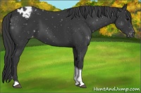 Horse Color:Black Tobiano Appaloosa 