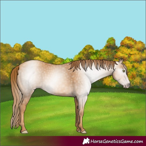Horse Color:Gray Gold Champagne 