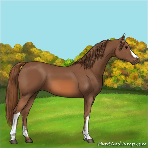 Horse Color:Chestnut 
