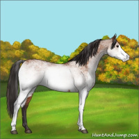 Horse Color:White Spotted Buckskin