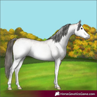 Horse Color:Gray White Spotted Buckskin 