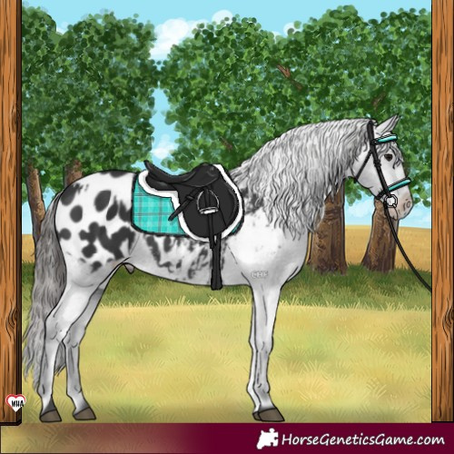 Horse Color:Black Appaloosa  and Black Appaloosa 