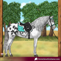 Horse Color:Black Appaloosa  and Black Appaloosa 