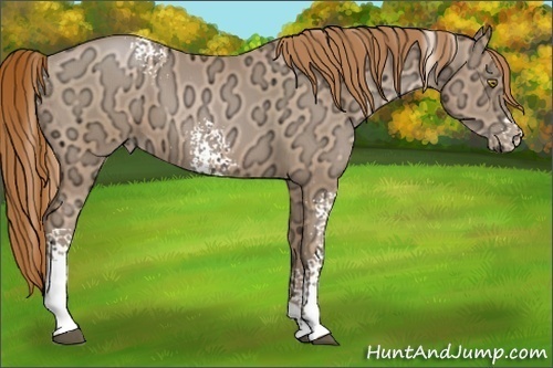Horse Color:White Spotted Chestnut Ice Pearl 
