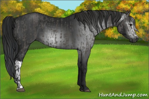 Horse Color:Black  and Gray Black 