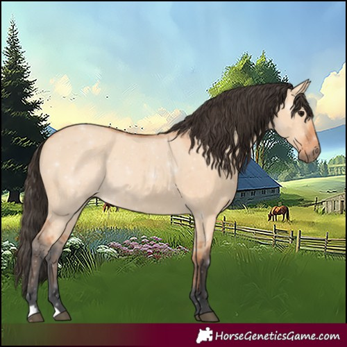 Horse Color:Bay Dun 