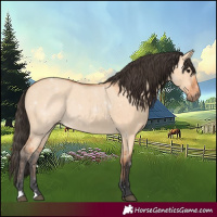 Horse Color:Bay Dun 