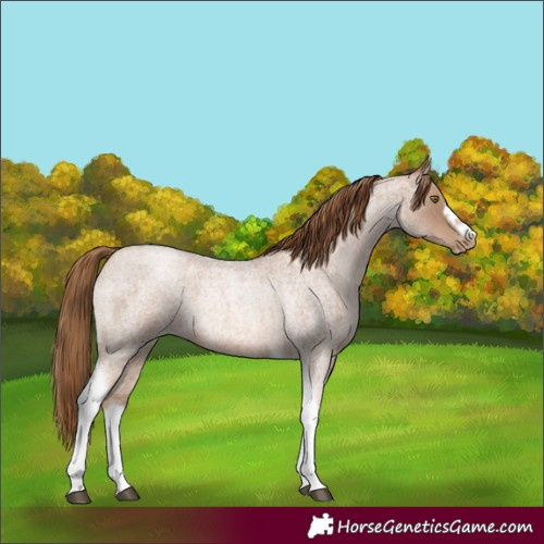 Horse Color:Liver Red Roan Pearl Tobiano Frame 