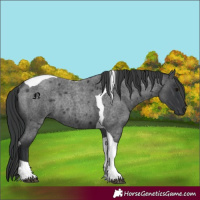 Horse Color:Blue Roan Tobiano Rabicano 