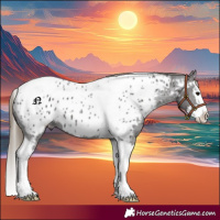 Horse Color:Smoky Black Splash Tobiano Appaloosa 