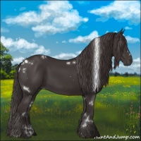 Horse Color:White Spotted Smoky Black 