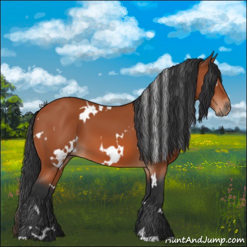 Horse Color:White Spotted Bay 