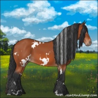 Horse Color:White Spotted Bay 