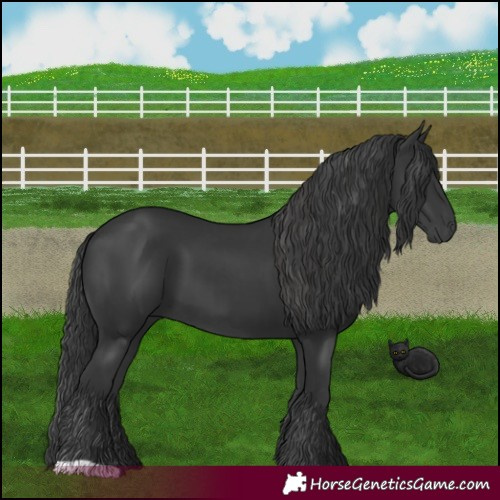 Horse Color:Black and Black